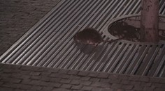 Na nádraží v Pardubicích vládnou potkani. Vyhánět je musí ochranka