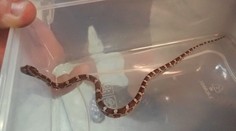 Nečekaná návštěva: Mladík z Plzně doma našel hada