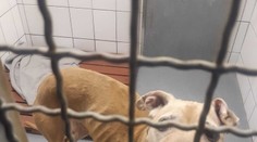 Zubožená fenka sotva stála na nohou mezi výkaly. Majitel odjel na tři týdny