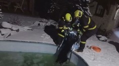 Netradiční záchrana na Boží Hod. Hasiči vytáhli z bazénu čtyřnohého chlupáče
