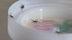 Aktivita klíšťat prudce roste. Nákaza hrozí hlavně v městských parcích