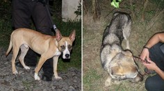 Znáte tyhle psy? Policie hledá majitele, týral je hlady a opustil!