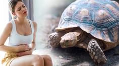 Bolí mě břicho, stěžovala si žena po party. Ve vagině jí našli želvu
