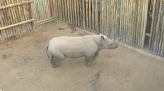 Pytláci touží po rozích nosorožců, ochránci zvířata pečlivě hlídají