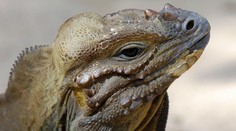 Vědci jsou krok od záchrany antibiotik, pomůže jim dračí krev