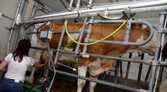 Výrobci mléka v krizi! Čeští farmáři prohrávají boj s konkurencí