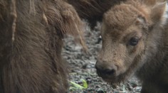 VIDEO: V maďarské zoo se narodila dvě mláďata bizona