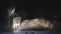 Hospodářská zvířata se vydala z ohrady na výlet. Dala pořádně zabrat strážníkům