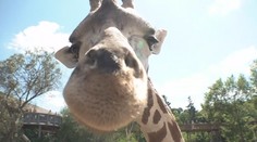 Nový chovný samec žirafy núbijské dorazil do Zoo Praha