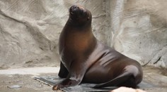 Záhadná smrt v liberecké zoo. Zemřela lachtaní samice Mano