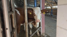 Ženu (64) na Frýdecko-Místecku vážně zranila kráva. Na pomoc vyrazil i vrtulník