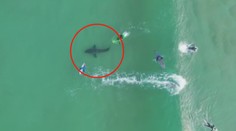Surfaře překvapil obrovský žralok! Unikli na poslední chvíli. VIDEO