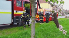 Včely mají ideální podmínky k rojení. Kdy kvůli nim zavolat hasiče?