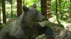 Rumunsko trápí medvědí turismus. Lidé chodí přímo k šelmám, končí to útoky