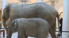 Uhynulé slůně bude znovu u otce. Také ho vystaví v muzeu