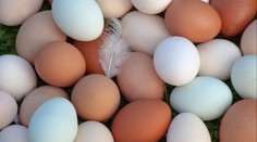 Ceny potravin v Česku: Vejce snad zlevní, čokoláda může zdražit, říká ekonom
