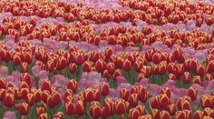 V nizozemském městě vykvetly miliony květin. Jejich cibulky zasadí ručně