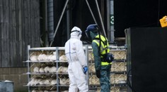 Ptačí chřipka v dalších krajích. Do kafilérie musely stovky kusů drůbeže