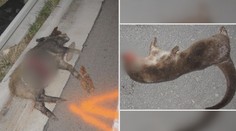 Střetů se zvířaty přibývá. Muž srazil tři divočáky, další zas vydru