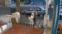 Zloděj v Brazílii troufale okradl psa! Zachytily ho při tom kamery