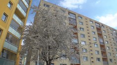 Lidé bojují o kvetoucí třešeň na sídlišti. Vedené České Lípy ji chce pokácet