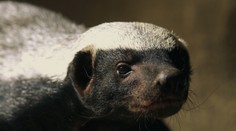 Dvě mláďata vzácného medojeda můžete vidět v olomoucké zoo, matka výjimečně odchovala obě