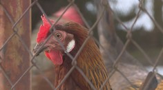 Další případy ptačí chřipky v Česku! Veterináři zavádí celostátní opatření