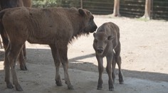 Olomoucká zoo má důvod k radosti. Narodila se tam dvě zubří mláďata