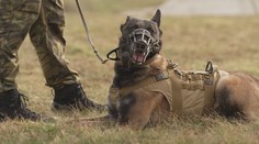 Vycvičit vojenského psa trvá roky. Moderátorka si vyzkoušela jeho záchranu