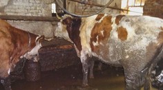 Farma hrůzy na Semilsku: Inspektoři odhalili desítky trpících krav
