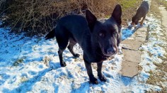 Policie se zbavuje nepotřebného psa. Nabízí ho lidem, mají čas jen do pátku