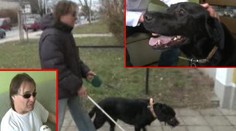 Nemocná fenka Domča vás dojala! Víme, jak jí můžete pomoci!