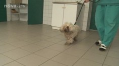 Z týraného psa ostříhali více než kilo chlupů, majitele hledá policie