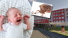 Porodnici v Mostě zamořily štěnice! Přivlekli je pacienti, tvrdí