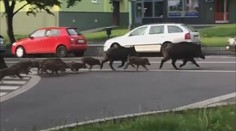 Centrem Mostu si vykračovalo stádo divočáků. Les je přitom kilometry daleko