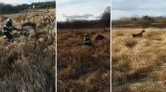 Jelen se zasekl parohy do mrtvého soka, hasiči při záchraně riskovali