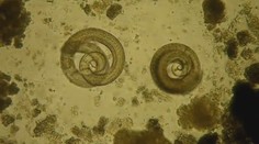 V Česku objevili nebezpečného parazita. Veterináři našli už druhého svalovce