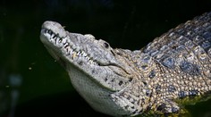 Tříletý chlapec spadl v zoo do výběhu s krokodýly. Policie zjistila šokující okolnosti