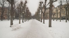 Anketa Alej roku se blíží do finále. Soutěž upozorňuje na krásu českých stromořadí