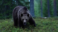 Medvěd na Slovensku vážně zranil muže. Šelmu hledá zásahový tým