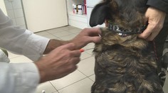 Novela veterinárního zákona přináší řadu změn. Platit začíná už v sobotu