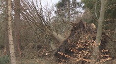 Sucho ohrožuje české lesy! Hrozí, že z nich zmizí jehličnany
