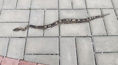 Překvapení na zlínském hřbitově: Ženu vyděsil exotický had