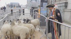 Tradiční pochod v Londýně. Po mostu se procházelo stádo ovcí