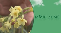 Honba za petrklíči: Botanici prosí o pomoc při jejich sčítání
