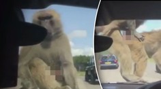 Orgie na safari: Nadržené opice dohnaly holčičku k slzám! VIDEO