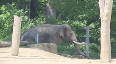Chovatelku z pražské zoo zranila slonice. Záchranáři ženu převezli do nemocnice