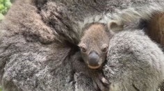 V australské zoo se po 8 letech narodilo mládě koaly