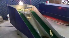 VIDEO: Skluzavka pro roztomilá káčátka! Je to týrání nebo zábava?