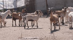 Na Brněnsku řeší problém s kozami. Neustálé mečení obtěžuje místní